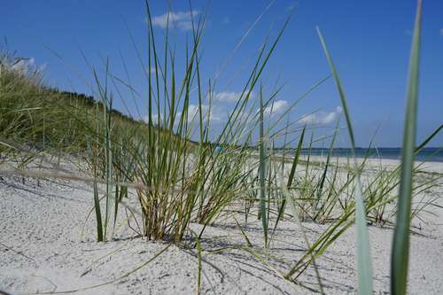 Foto groot bekijken: Helmgras in wit zand op het duin